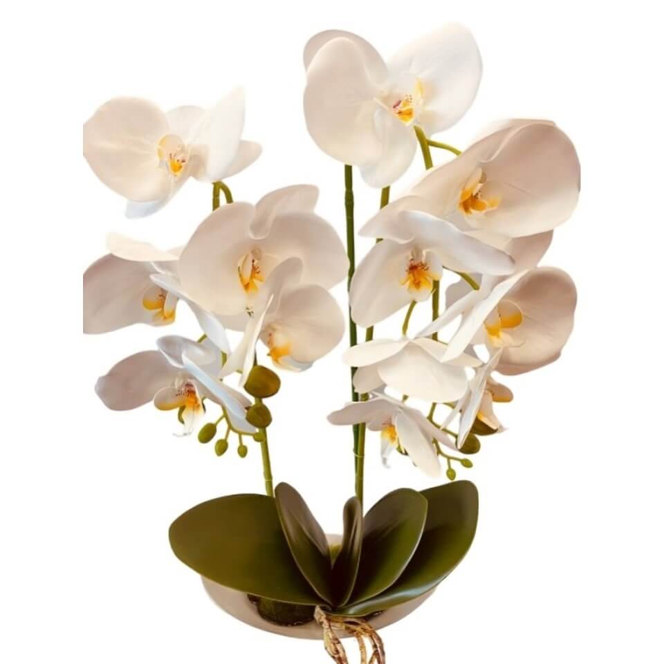 Орхидеи в керамических горшках, белые.
