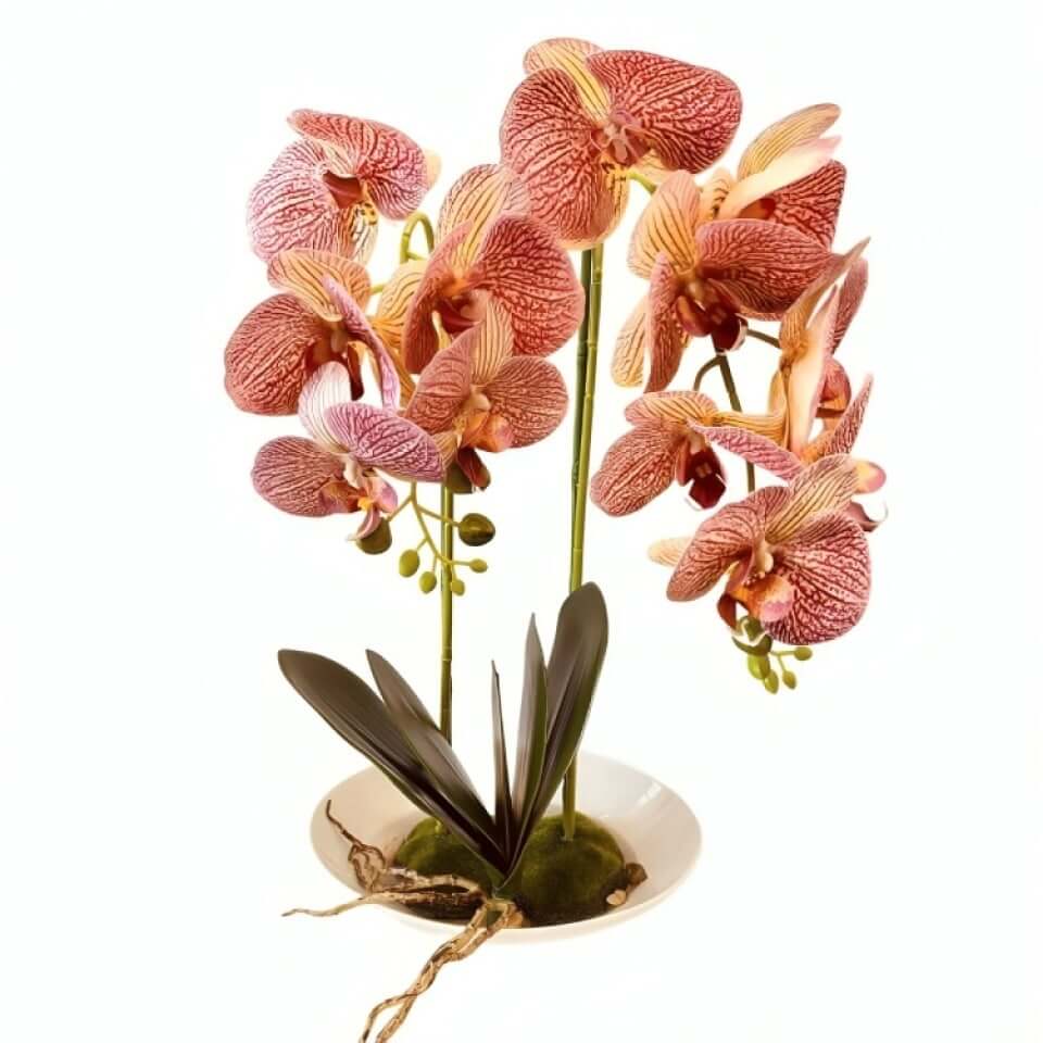 Орхидеи в керамических горшках, П